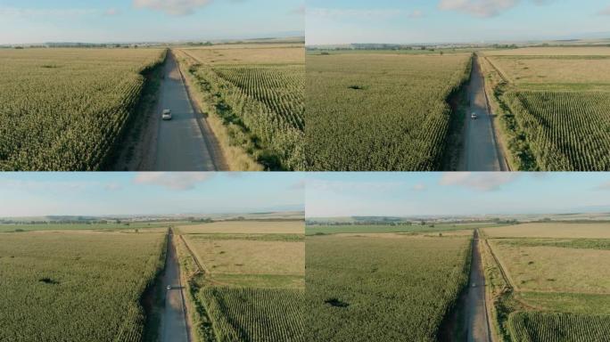 在玉米作物之间的乡村道路上行驶的汽车的风景鸟瞰图