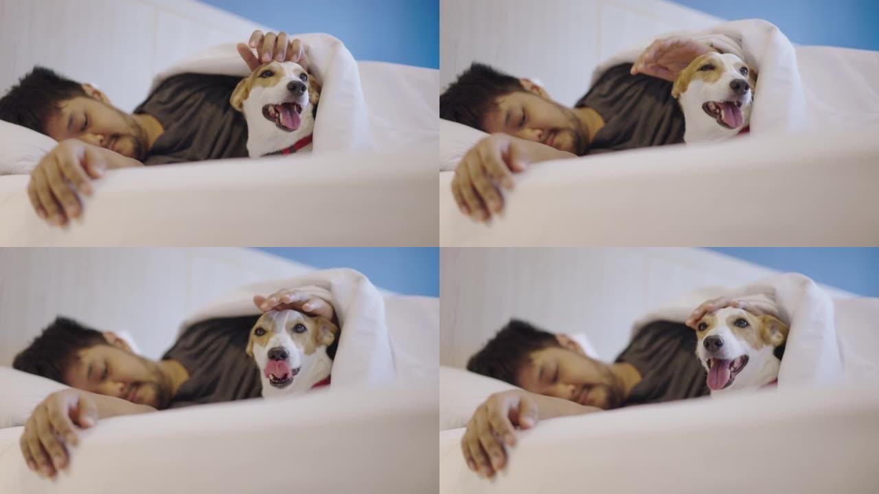 SLO MO: 一个男人躺在床上，狗在毯子下，揉着头直到入睡。