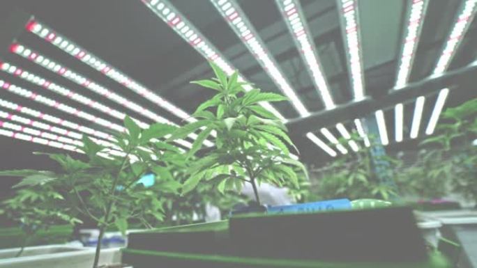 大麻植物/室内大麻植物/室内