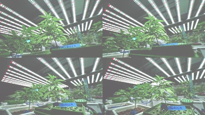 大麻植物/室内大麻植物/室内