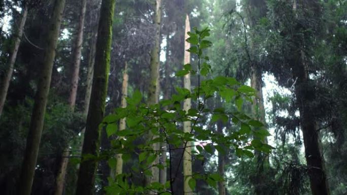 雨天的森林清新治愈树林