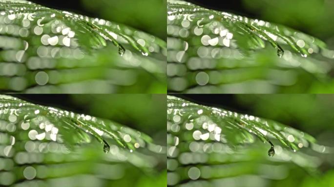 超级SLO MO液滴从森林中的湿蕨类植物上滴下