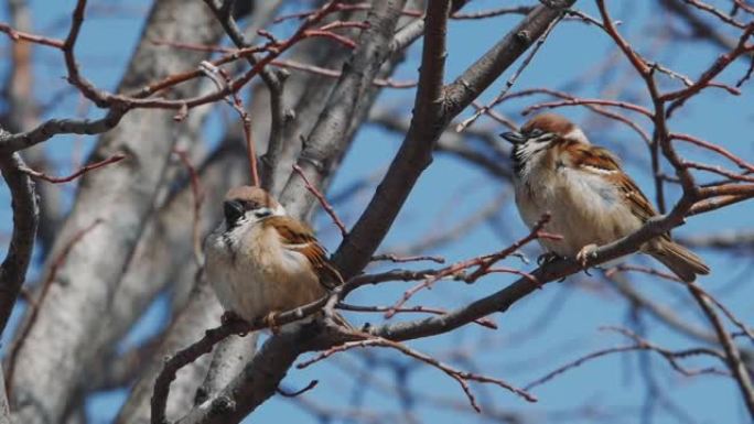 一群麻雀在树上唱歌