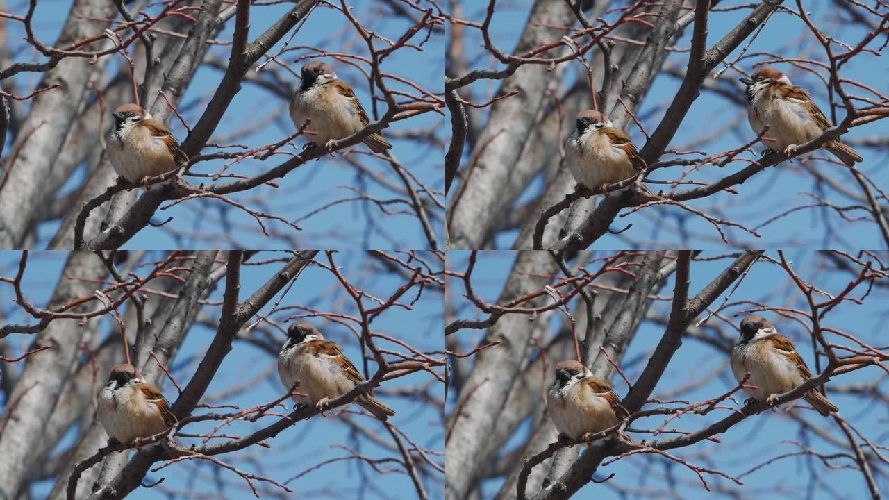 一群麻雀在树上唱歌