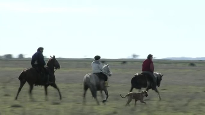 一个小孩和两个男人在阿根廷的乡下骑马。