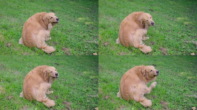 SLOMO金毛猎犬在草地上抓挠自己