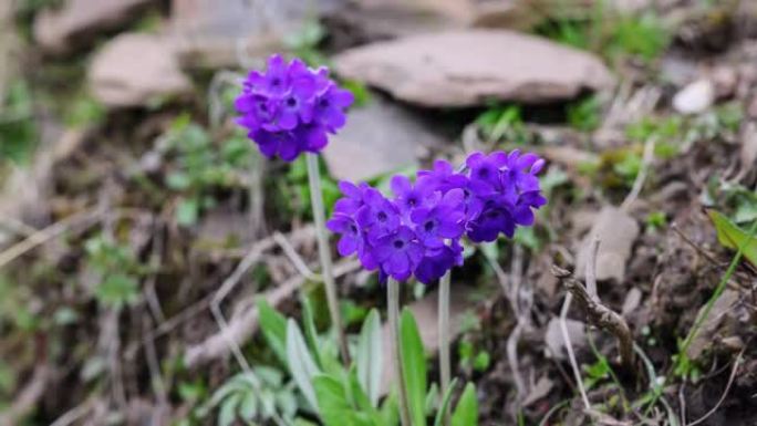 紫红色的报春花生长在青藏高原的草甸上