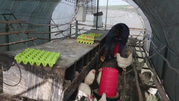 特写。非洲黑人农民从便携式可移动自由放养鸡舍的产蛋箱内收集鸡蛋