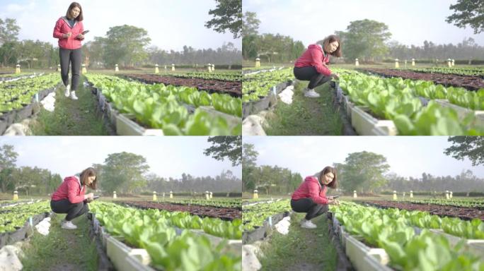 女农民研究员，用数字平板电脑检查有机蔬菜种植
