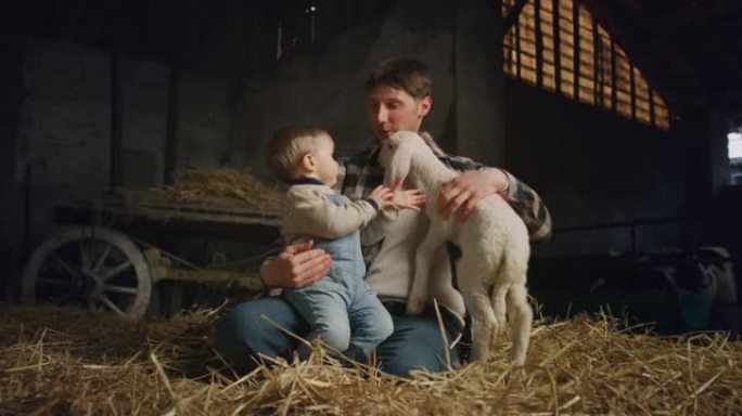电影拍摄的快乐的父亲和蹒跚学步的儿子用爱和关怀爱抚生态生长的新生羔羊，用于农村农业农场干草仓的生物真