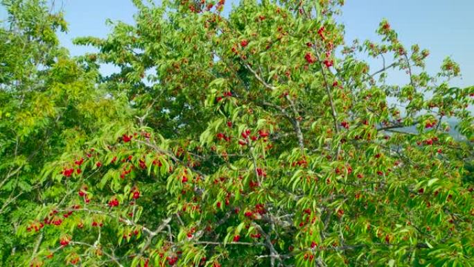 空中，特写: 轻柔的风摇曳着充满成熟红色水果的樱桃树顶