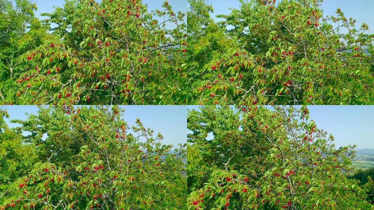 空中，特写: 轻柔的风摇曳着充满成熟红色水果的樱桃树顶