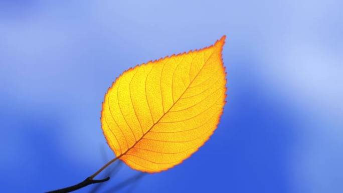 风从树枝上撕下最后一片黄叶，并将其带入蓝天