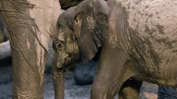 野生动物。可爱的小象小牛站在它的母亲旁边，在水坑里喝酒的特写镜头