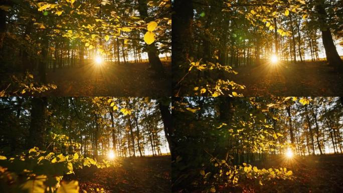 CS太阳透过树枝闪耀着美丽的动画镜头耀斑，粒子