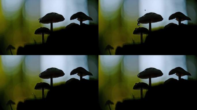 超级SLO MO液滴落在阳伞蘑菇的帽子上