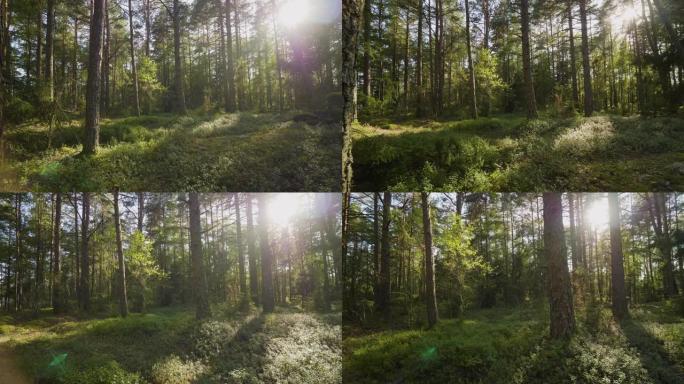 瑞典美丽郁郁葱葱的森林