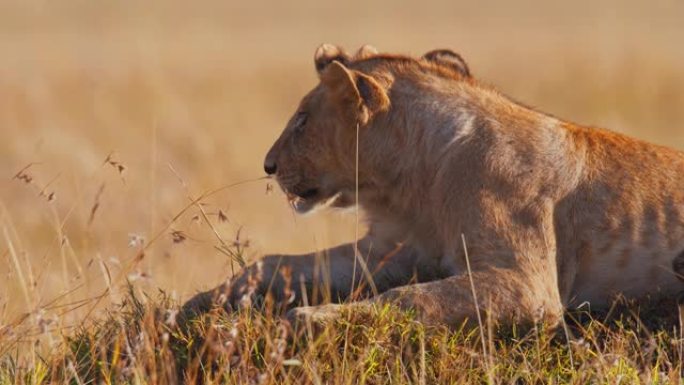 慢动作疲倦的狮子在野生动物保护区的阳光明媚的草地上休息