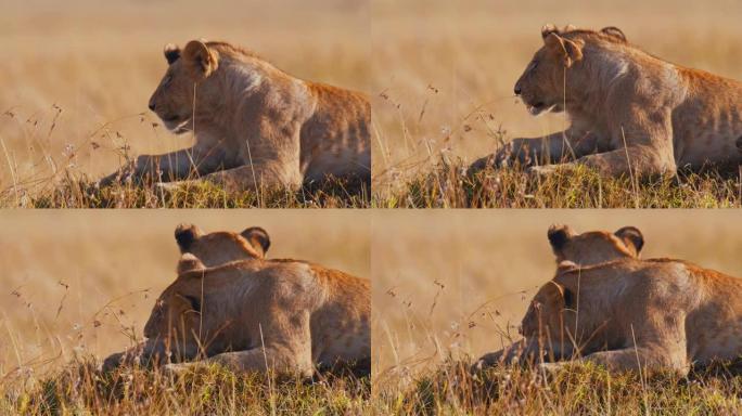 慢动作疲倦的狮子在野生动物保护区的阳光明媚的草地上休息
