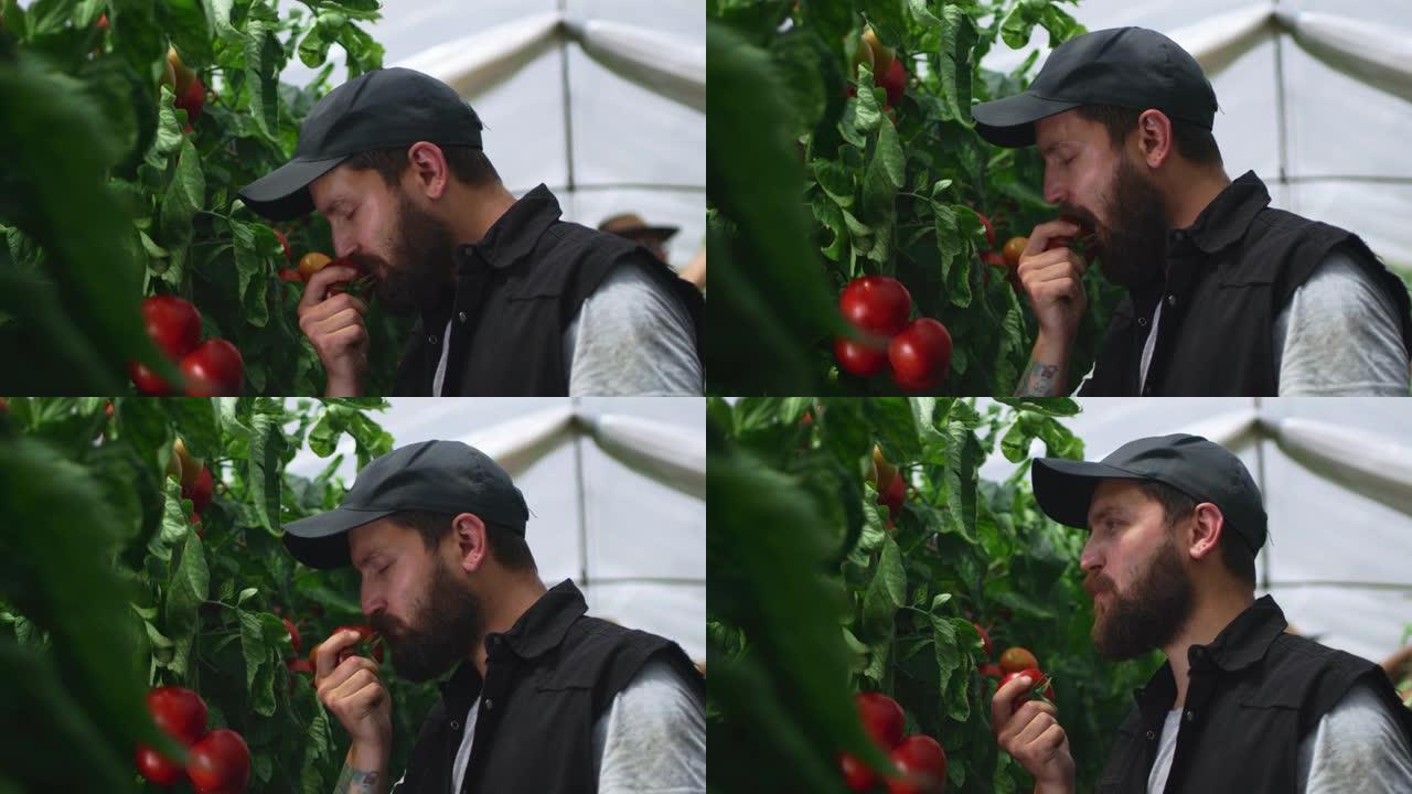 男性农民从灌木丛中吃番茄