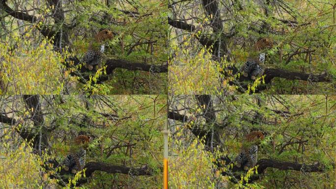 斑点豹坐在野生动物保护区的树枝上