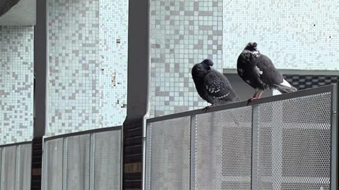 在阿根廷COVID封锁期间，鸽子坐在布宜诺斯艾利斯一所公立学校空荡荡的学校走廊的栏杆上。