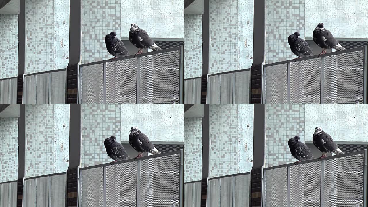 在阿根廷COVID封锁期间，鸽子坐在布宜诺斯艾利斯一所公立学校空荡荡的学校走廊的栏杆上。