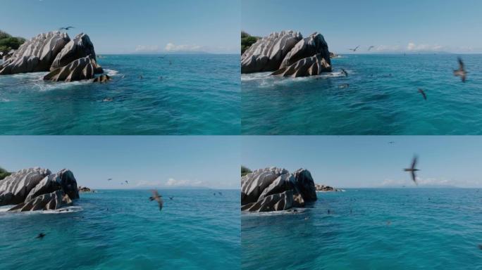 四个人在热带岛屿上浮潜的鸟瞰图，棕色的点头燕鸥飞来飞去