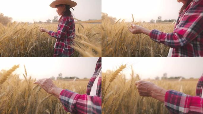 农民老妇人在日落时爱抚成熟的金色小麦植株