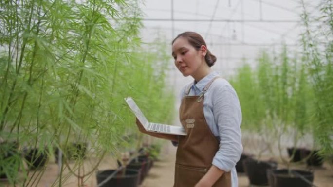 农民在充满草药大麻植物的室内温室苗圃中检查植物
