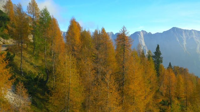 空中: 山中色彩惊人的秋天森林