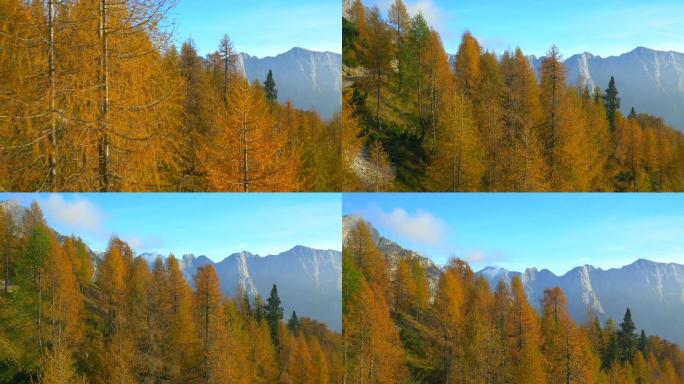 空中: 山中色彩惊人的秋天森林
