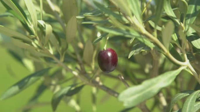 特写: 紫色橄榄与橄榄枝一起摇曳的详细视图。