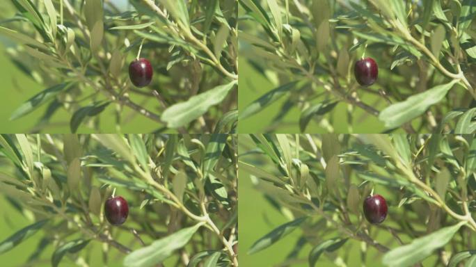 特写: 紫色橄榄与橄榄枝一起摇曳的详细视图。