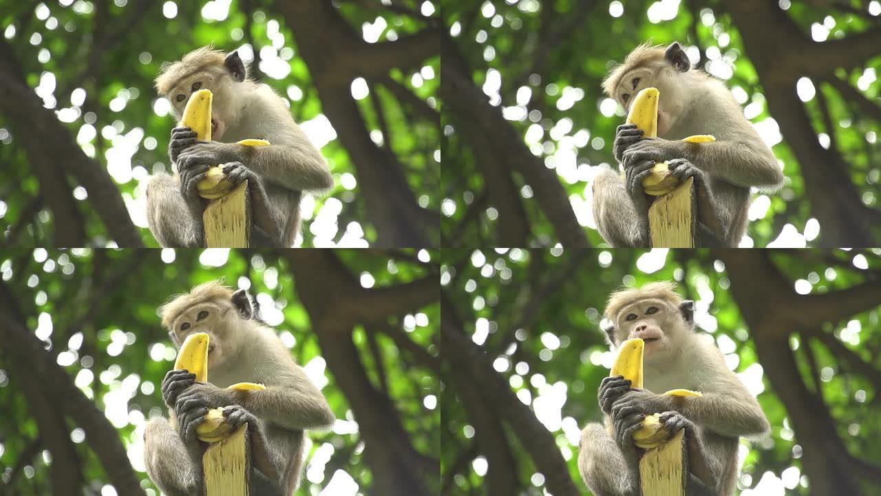 慢动作: 猴子吃香蕉