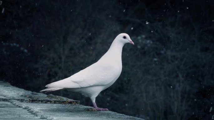 鸽子在降雪中站着飞走