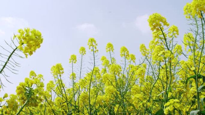 春季油菜花对天空的低角度视图