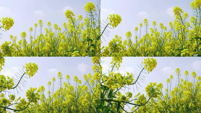 春季油菜花对天空的低角度视图