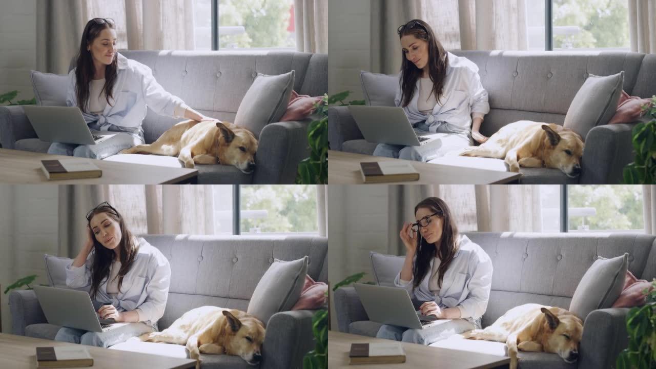 自由博客作者在锁定的家庭客厅工作时抚摸非洲宠物狗和家畜后，在笔记本电脑上打字。幸福女人研究技术与犬类