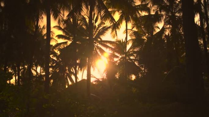 剪影: 金色的傍晚阳光轻轻地照亮桑给巴尔的棕榈树。