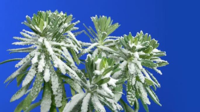 白雪皑皑的外来植物移动镜头-合成蓝屏