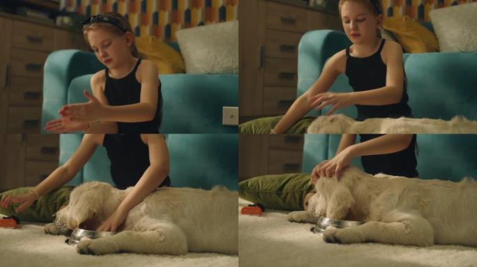女孩为狗创造发型外国小女孩梳狗毛实拍素材