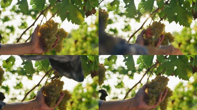 成功的农民或酿酒师的真实特写镜头是在葡萄园的葡萄酒收获季节从葡萄藤上切割和采摘成熟的葡萄串，以进一步