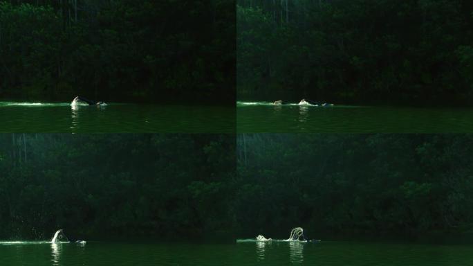 男子在湖中游泳自由泳