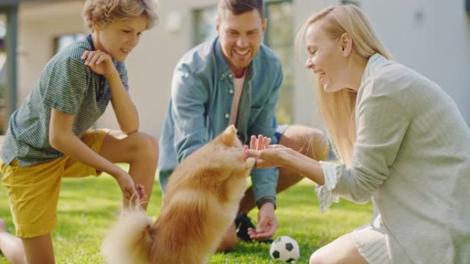 四口之家在后院和可爱的小博美犬玩得很开心。父亲，母亲，儿子宠物蓬松聪明的小狗，教和训练它的命令。田园