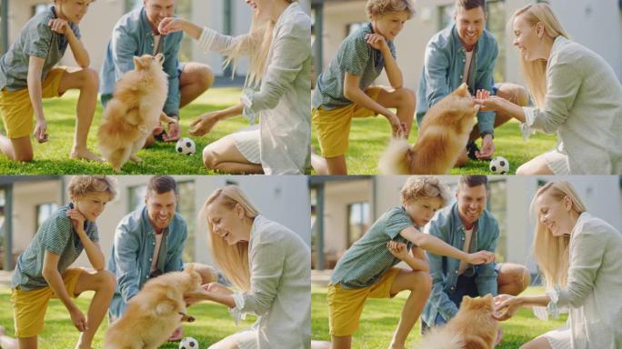 四口之家在后院和可爱的小博美犬玩得很开心。父亲，母亲，儿子宠物蓬松聪明的小狗，教和训练它的命令。田园
