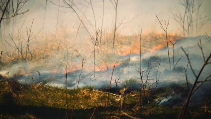 一场野火在郁郁葱葱的绿色森林中蔓延的电影拍摄。