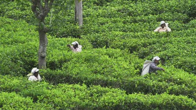 斯里兰卡的绿茶收割机