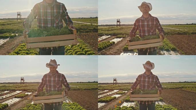 日落时分，穿着格子衬衫的SLO MO Farmer在田野上背着一箱新鲜采摘的生菜