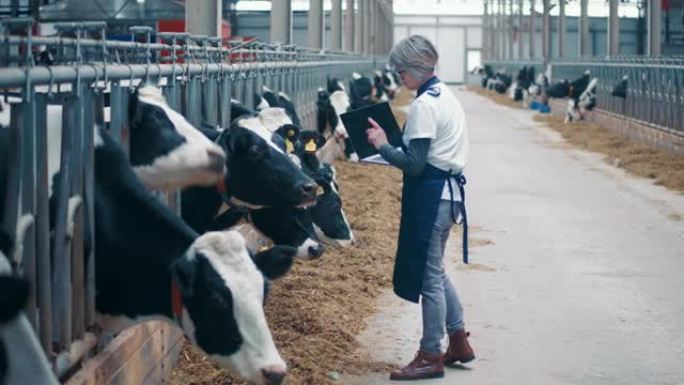 带笔记本电脑的女农场工人正在检查奶牛